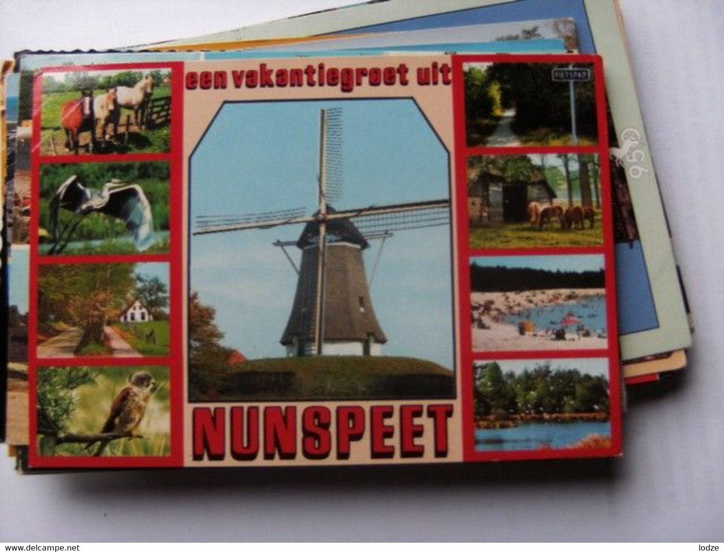 Nederland Holland Pays Bas Nunspeet Met Molen Centraal En Fauna - Nunspeet