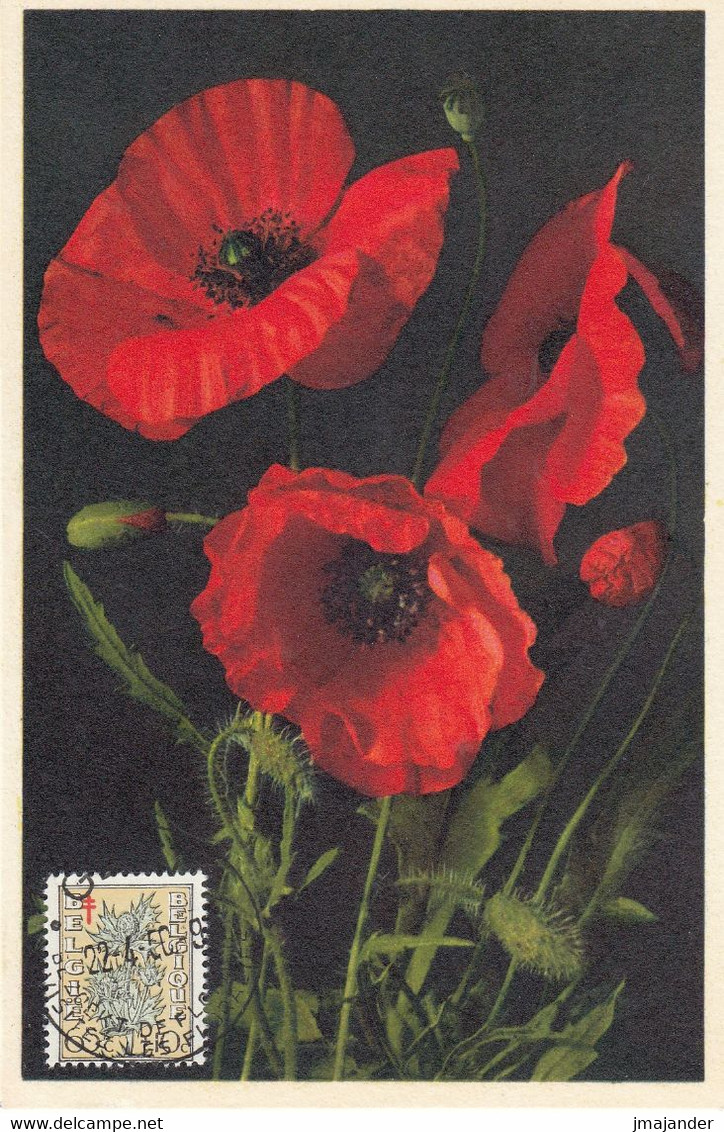 Belgium 1950 - The Struggle Against Tuberculosis: Flowering Plants: Corn-poppy - Maximum Card 22.4.1950 - 1934-1951