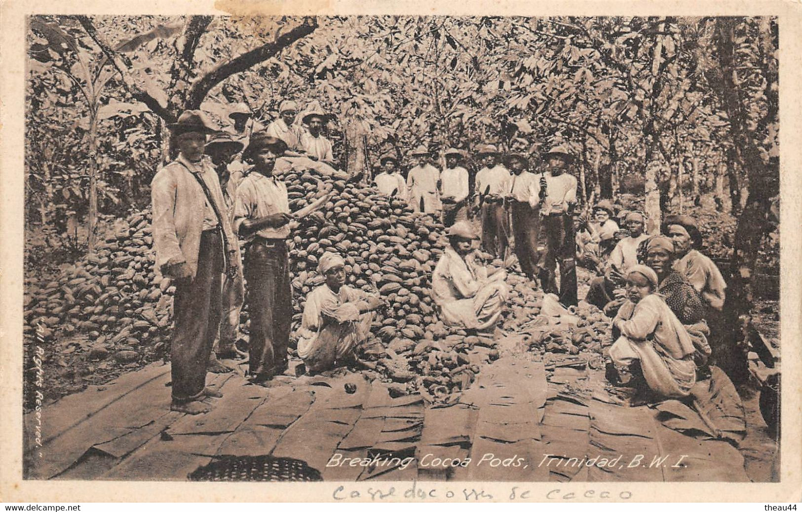 ¤¤   -   ANTILLES    -  TRINIDAD   -  Breaking Cocoa Pods  -  Séchage Du Cacao        -    ¤¤ - Trinidad