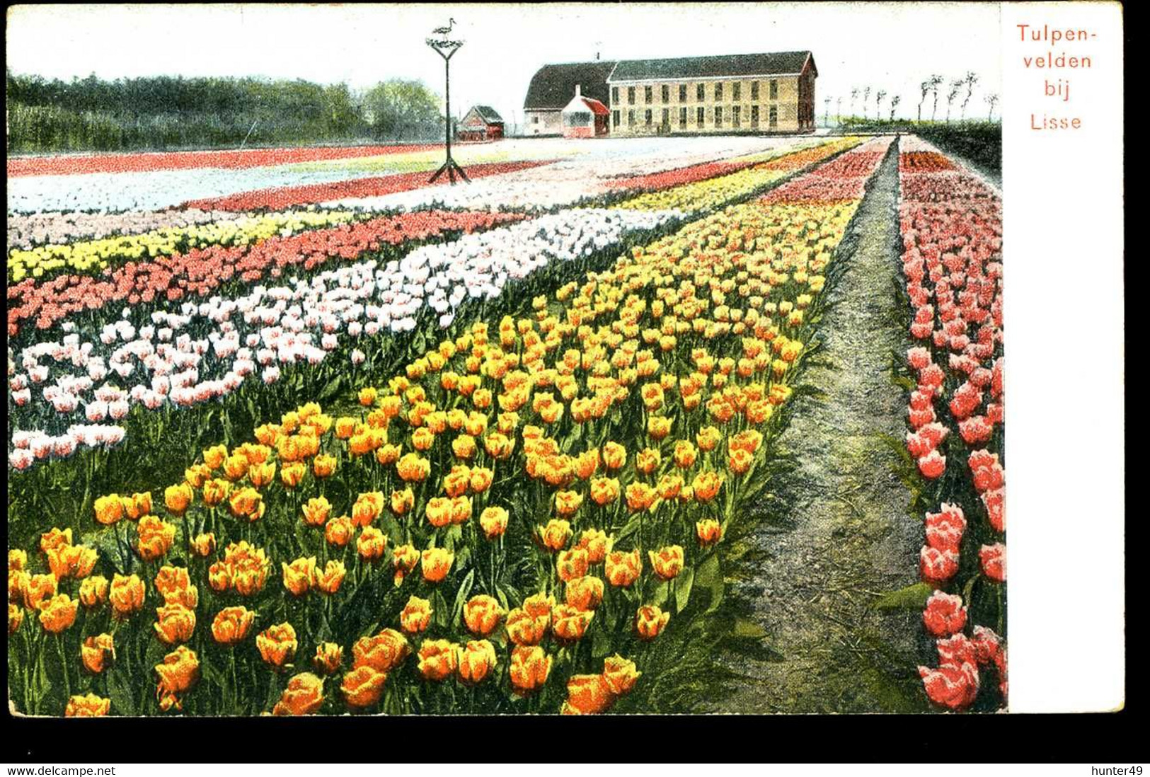 Tulpenvelden Bij Lisse Trenkler 1907 - Lisse