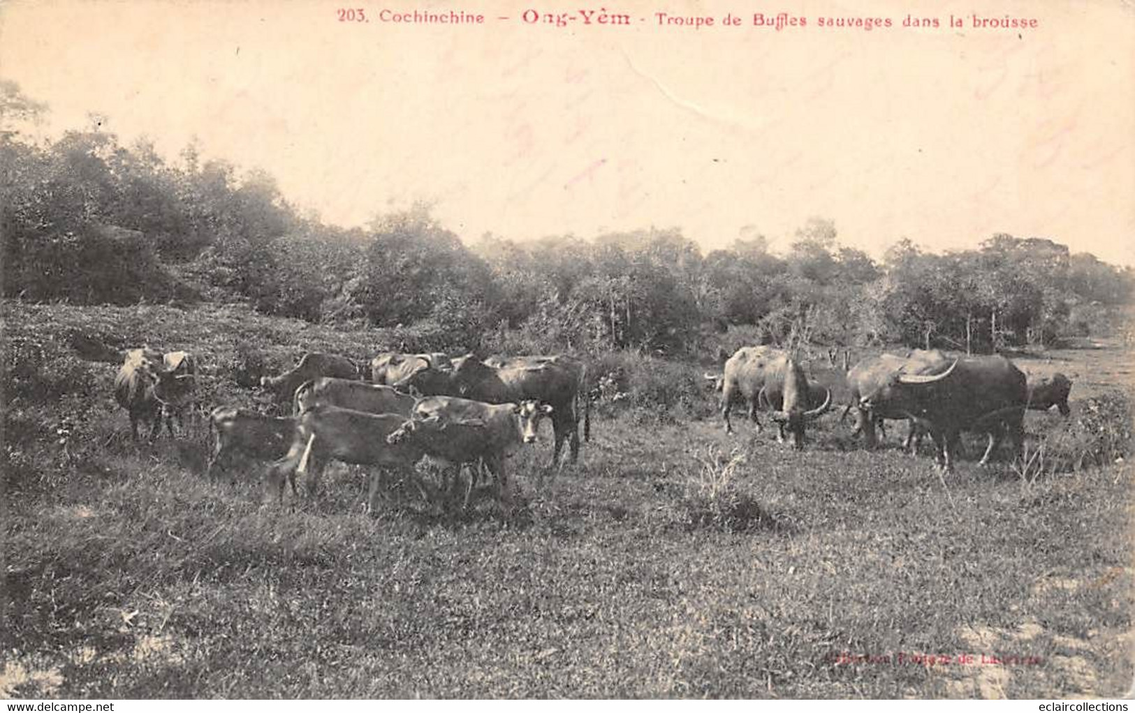 Tonkin:       Ong-Yêm    Troupe De Buffles Sauvages      (voir Scan) - Viêt-Nam