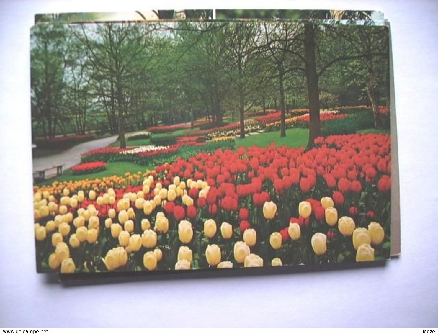 Nederland Holland Pays Bas Lisse Met Keukenhof Fraai Bed Met Tulpen - Lisse