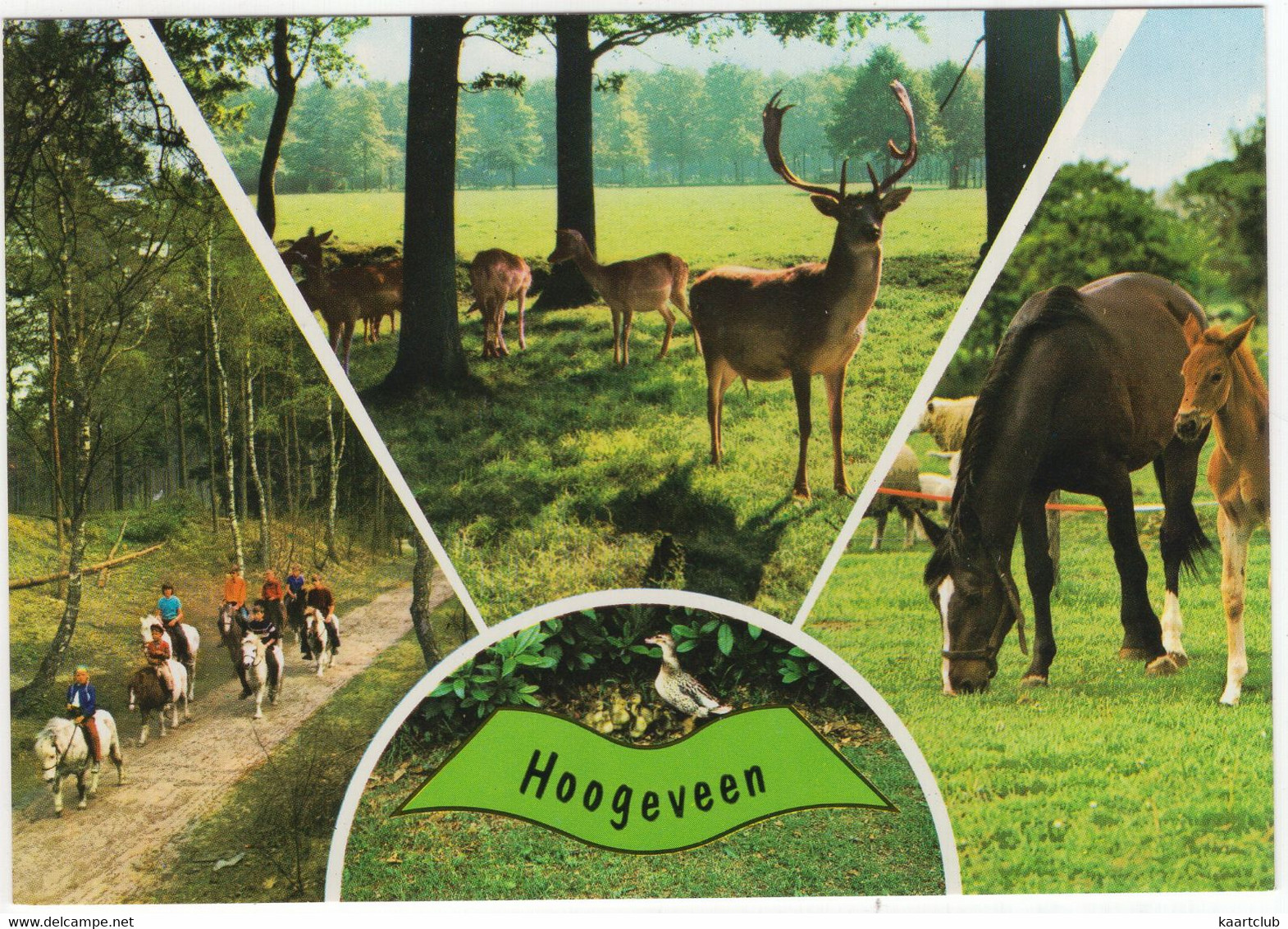 Hoogeveen - (Drenthe, Nederland/Holland) - Edelherten, Paarden, Veulen, Ruiters - Nr. L 3333 - Hoogeveen