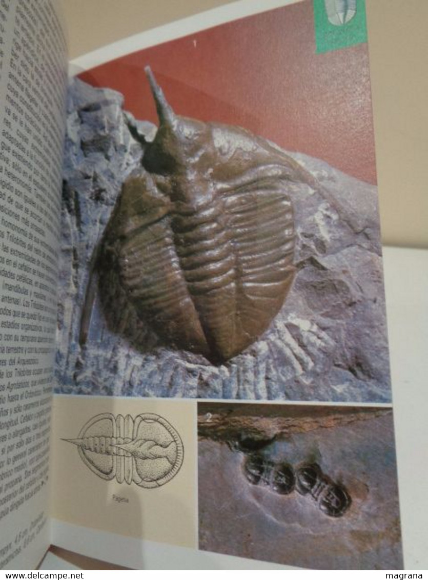 Fósiles. Karl Beurlen y Gerhard Lichter. Ilustrado por Fritz Wendler. Blume. 1990. 287 pp.