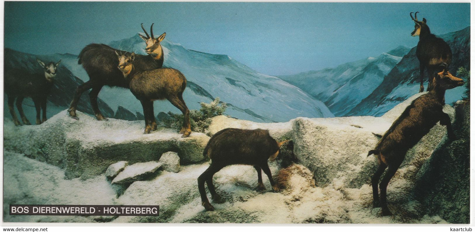 Holten - 'Bos Dierenwereld', Holterberg: Gemzen, Alpendiorama - (Ov., Nederland) - (Lange Ansichtkaart: 22 Cm X 10.3 Cm) - Holten