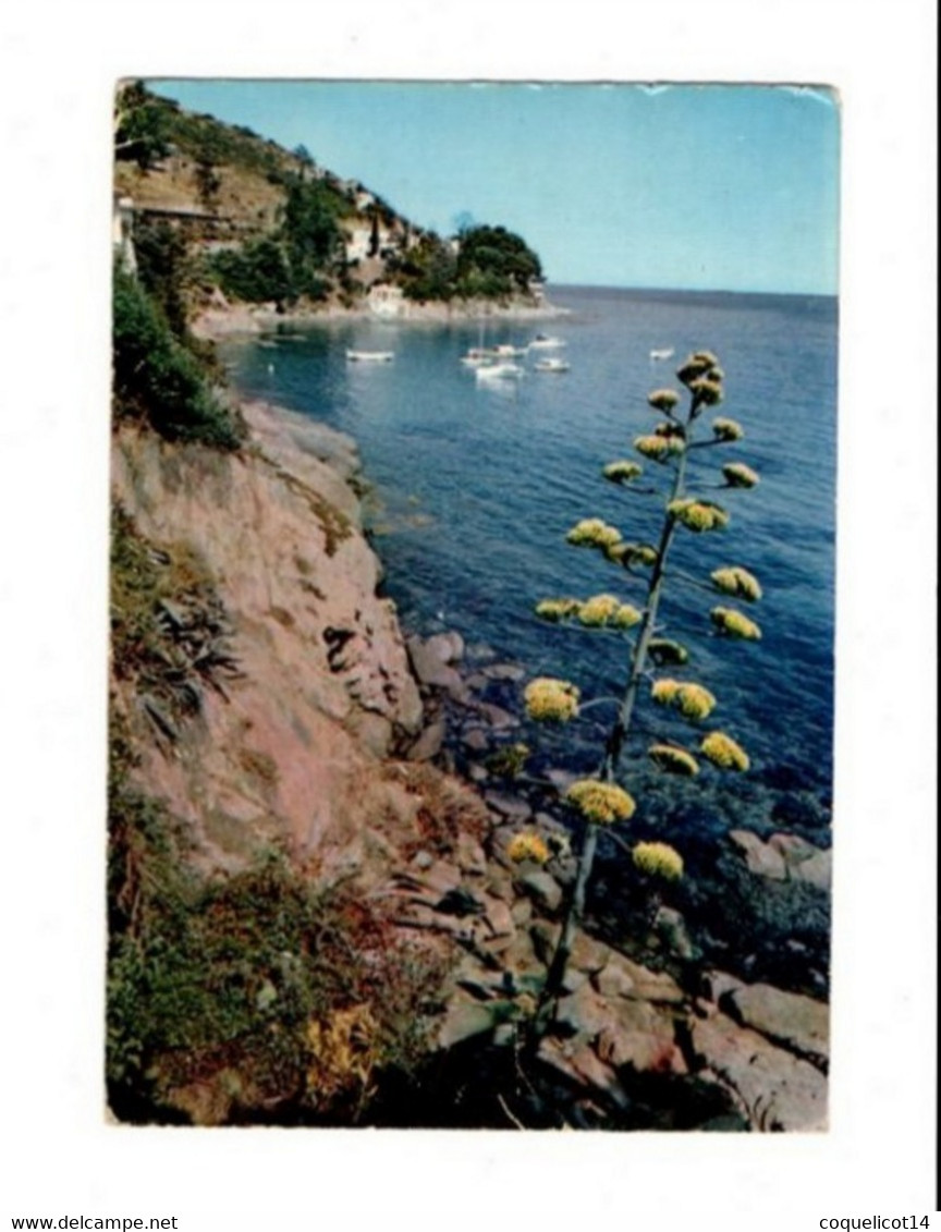 Aloès En Fleur Dans Un Charmant Cadres De La Côte D'Azur (83) - Geneeskrachtige Planten