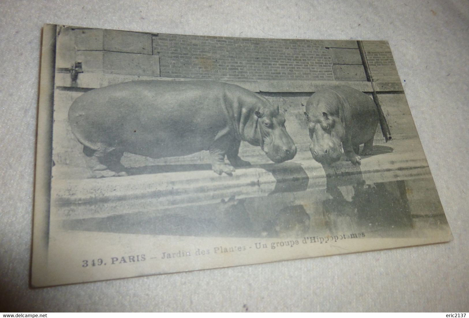 PARIS ...JARDIN DES PLANTES ..UN GROUPE D'HIPPOPOTAMES - Flusspferde