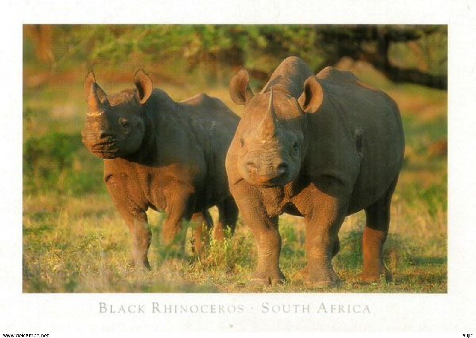 SOUTH-AFRICA.  BLACK RHINOCEROS.    Postcard, Written On The Back - Rhinoceros