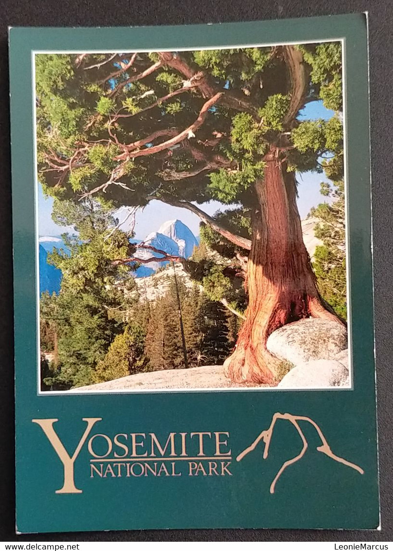 1595/CPM - USA - Californie - Yosemite National Park - Half Dome - Juniper Tree - Arbre Juniperus - Yosemite