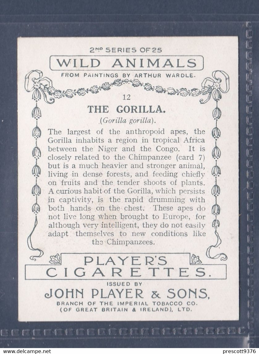 12 Gorilla - Wild Animals Heads - Original Players Cigarette Card - L Size 6x8cm - Phillips / BDV