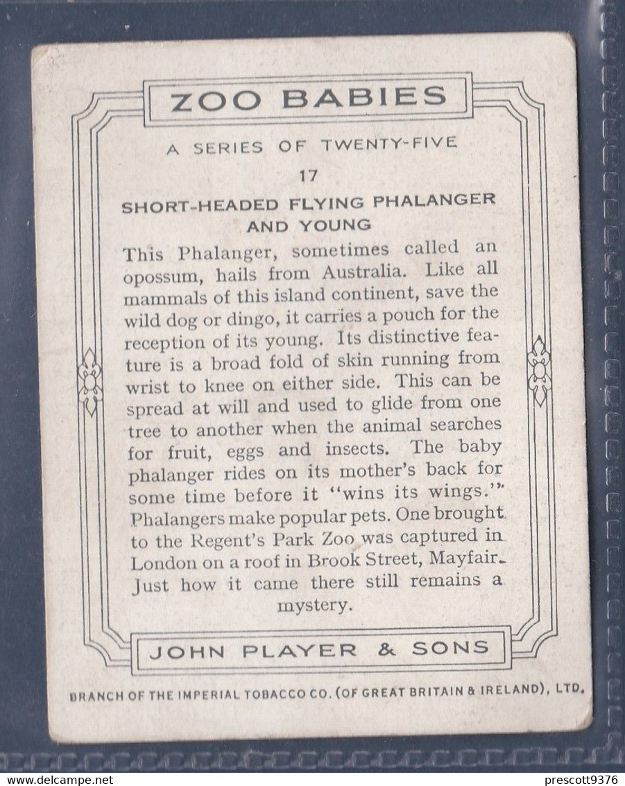 17 Short Headed Flying Phalanger & Young  - Players Zoo Babies 1939 - Original Players Cigarette Card - L Size 6x8cm - Phillips / BDV