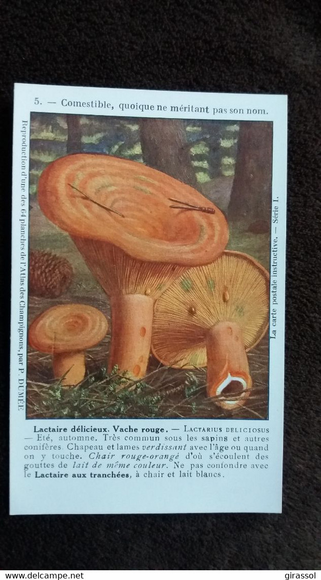 CPA CHAMPIGNON LACTAIRE DELICIEUX VACHE ROUGE COMESTIBLE  REPRO PLANCHE P DUMEE - Paddestoelen