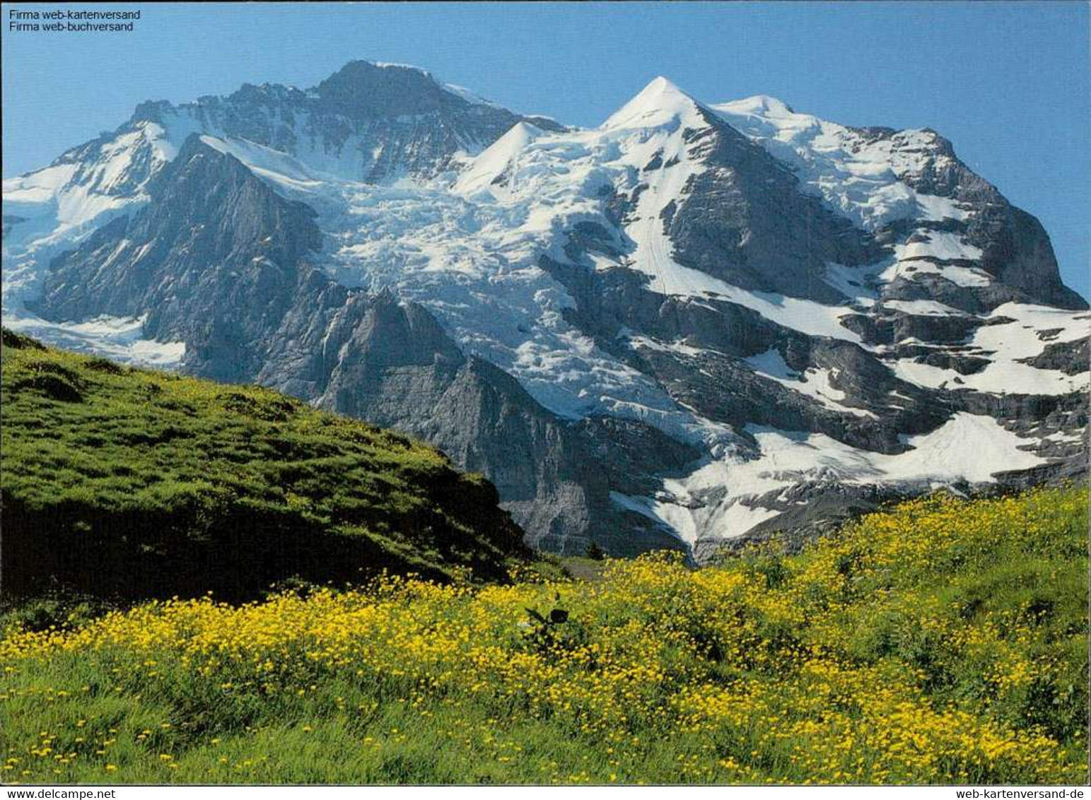 1107778  Jungfrau, Sommerflora Auf Wengernalp - Enge