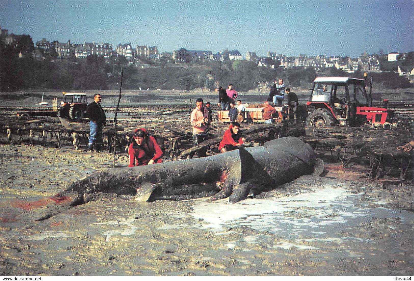 ¤¤  -  CANCALE  -  Un Requin Pélerin De 8.7 M Pesant 4 Tonnes S'échoue Dans Les Parcs à Huitres Le 9 Mars 1997    -   ¤¤ - Cancale