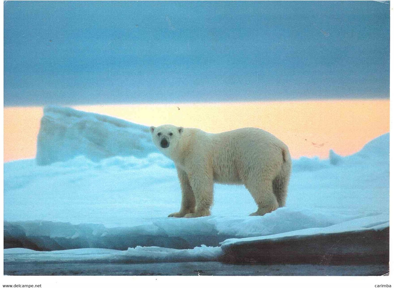 2004 ORSO SU CARTOLINA PER ITALIA ORSO - Briefe U. Dokumente