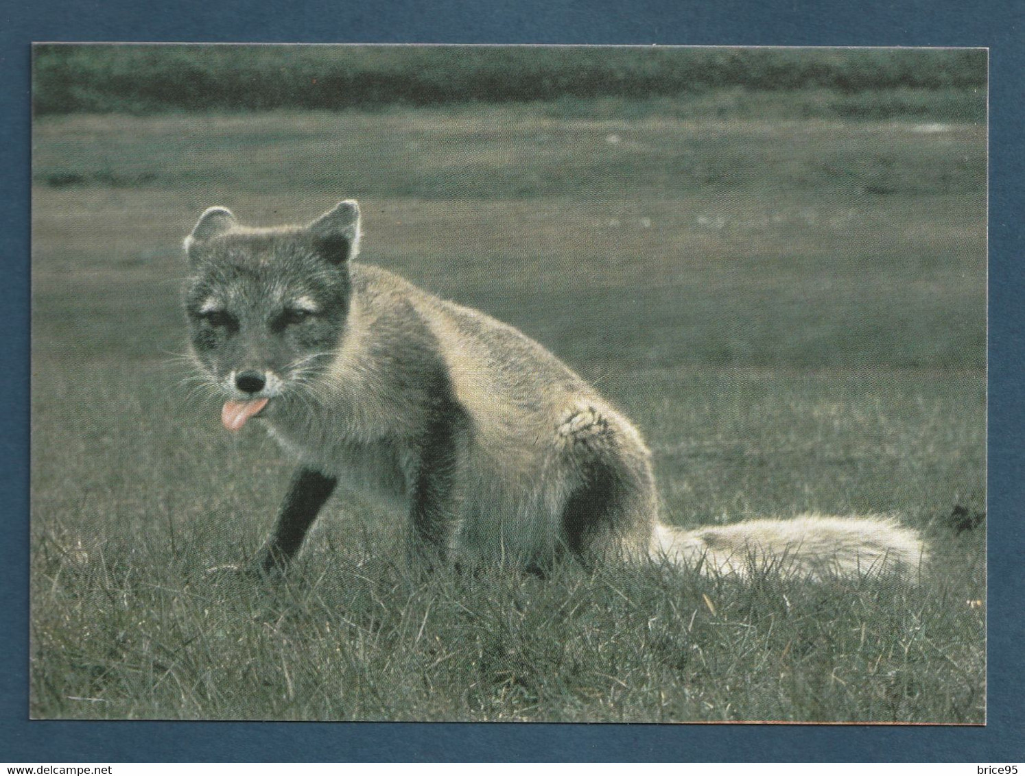 ⭐ TAAF - Carte Postale - Connaissances Des Régions Polaires - Renard Polaire En été ⭐ - TAAF : Franz. Süd- Und Antarktisgebiete