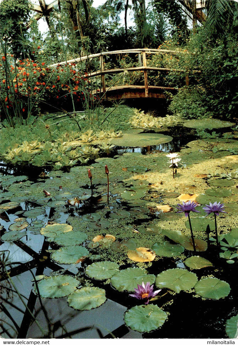 Papiliorama Tropical Garden - Marin-Neuchatel * 4. 6. 1992 - Marin