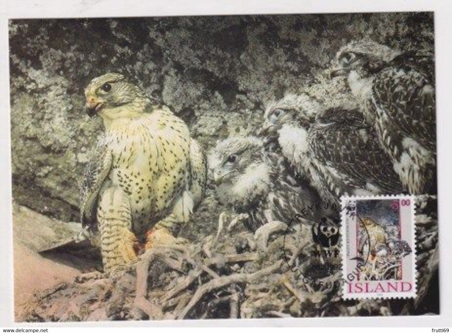 MC 034316 ISLAND - Gyrfalcon - Maximum Cards