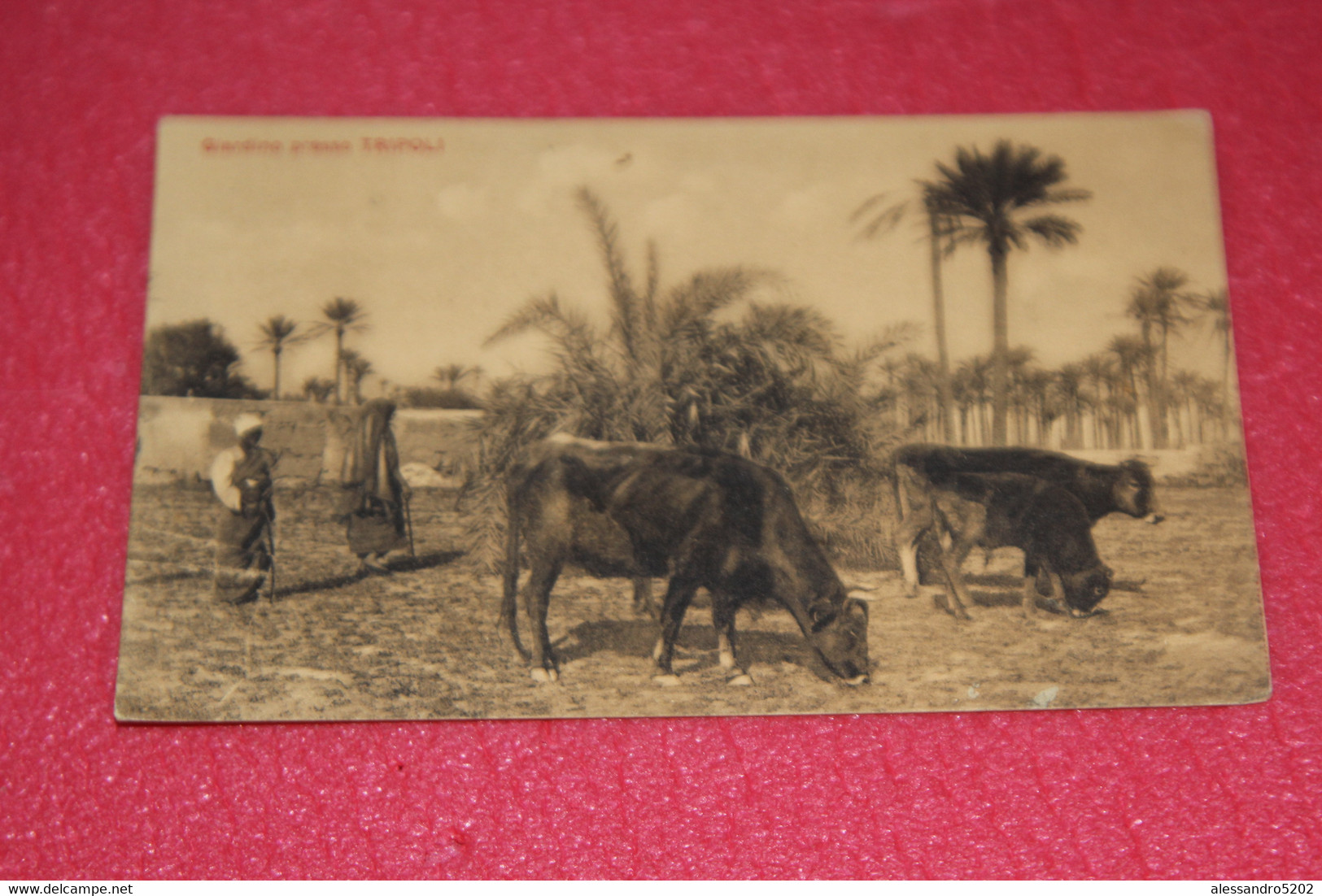 Libia Libya Tripoli Il Giardino Con Mucche Cows 1918 + Timbro Militare Ed. Scrocchi - Libia