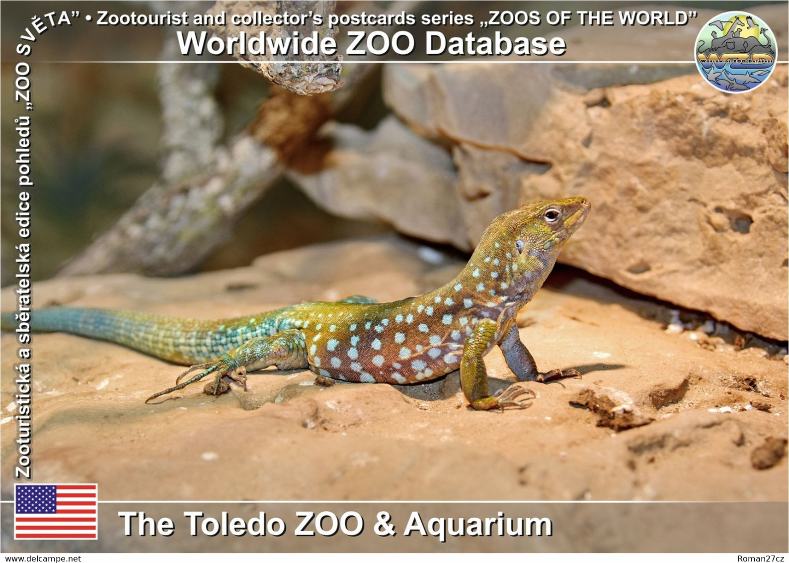 1133 The Toledo ZOO & Aquarium, US - Aruba Island Whiptail (Cnemidophorus Arubensis) - Toledo