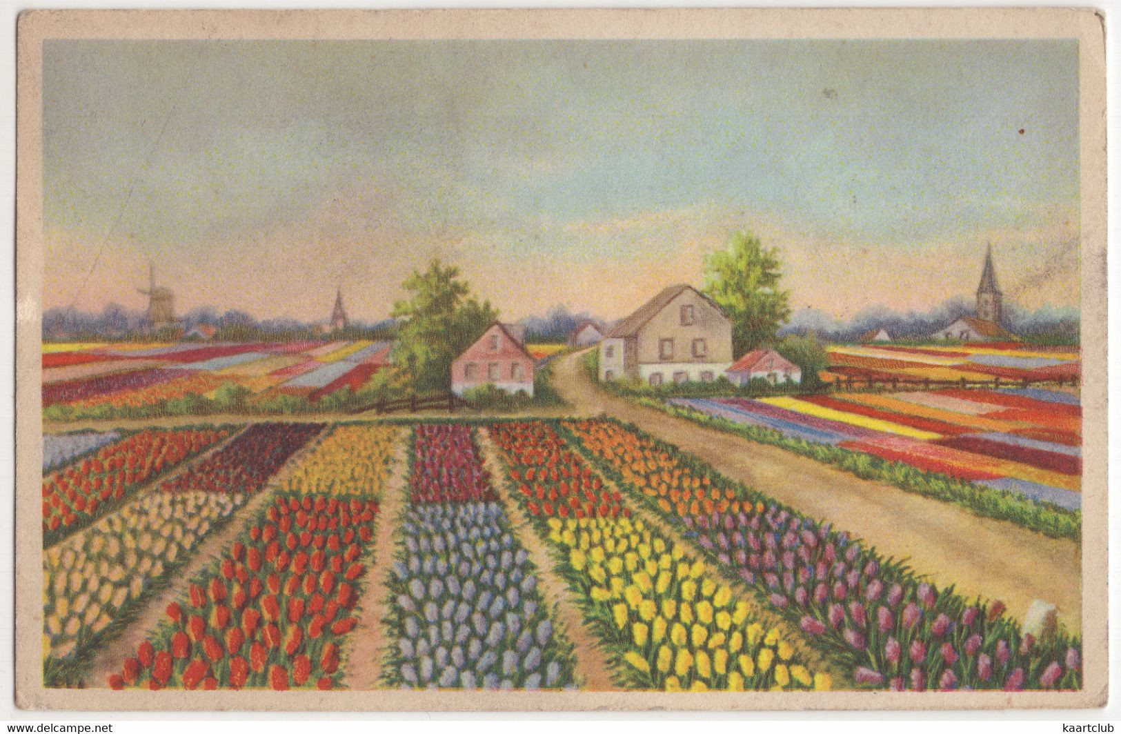 Groeten Uit Lisse  - Bloembollenvelden - (Stempel: 'National Flowershow 1951') - (Zuid-Holland, Nederland) - Lisse