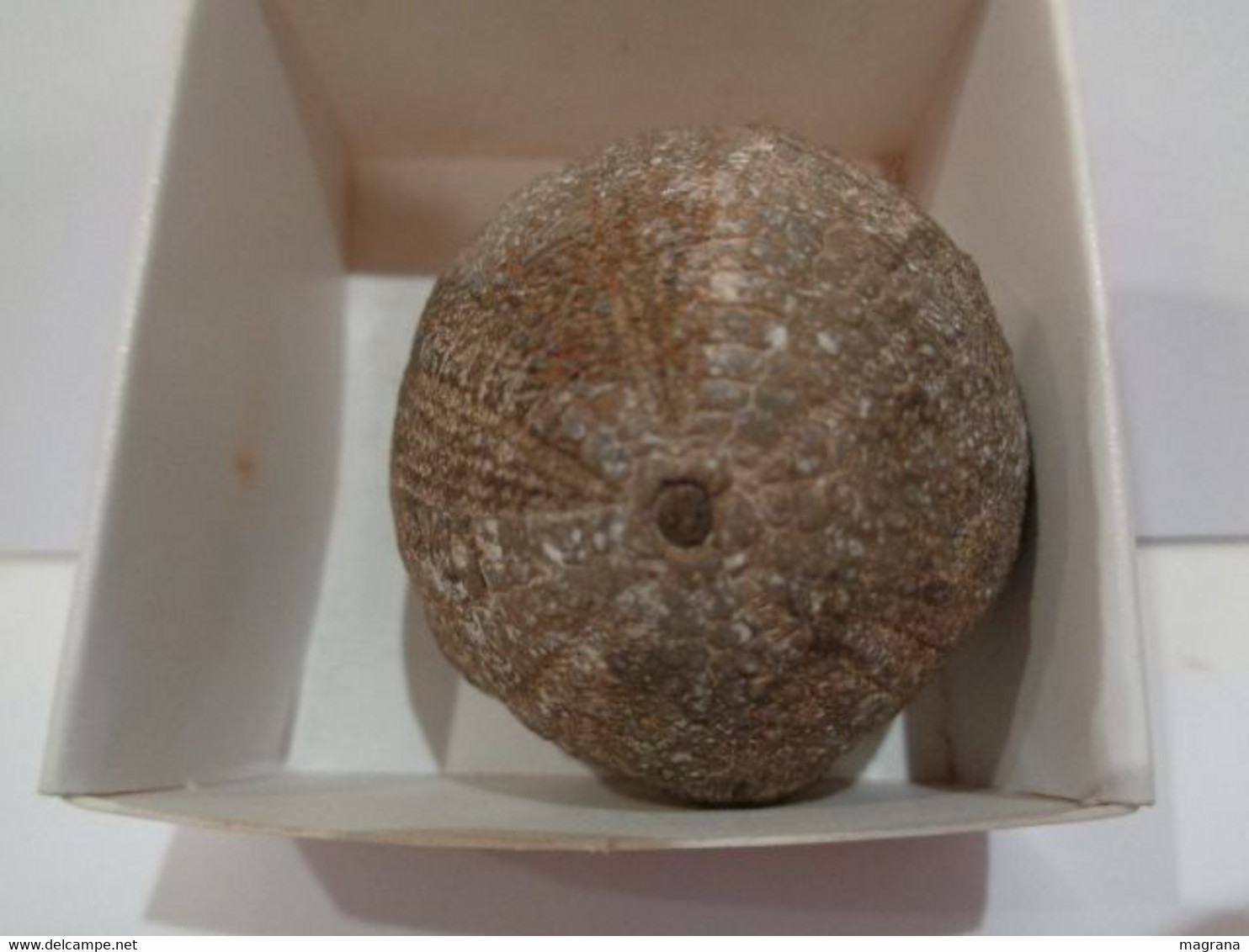 Fossil Sea Urchin. Psephechinus Michelini. Age: Jurassic, Bathonian. 175 Million Years. Locality: Gourama, Morocco. - Fósiles