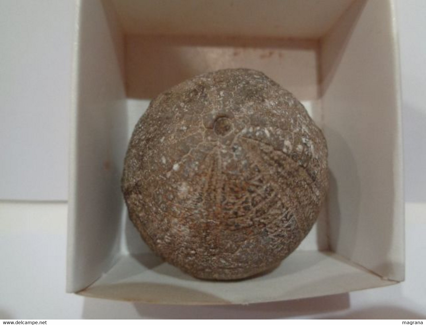 Fossil Sea Urchin. Psephechinus Michelini. Age: Jurassic, Bathonian. 175 Million Years. Locality: Gourama, Morocco. - Fósiles