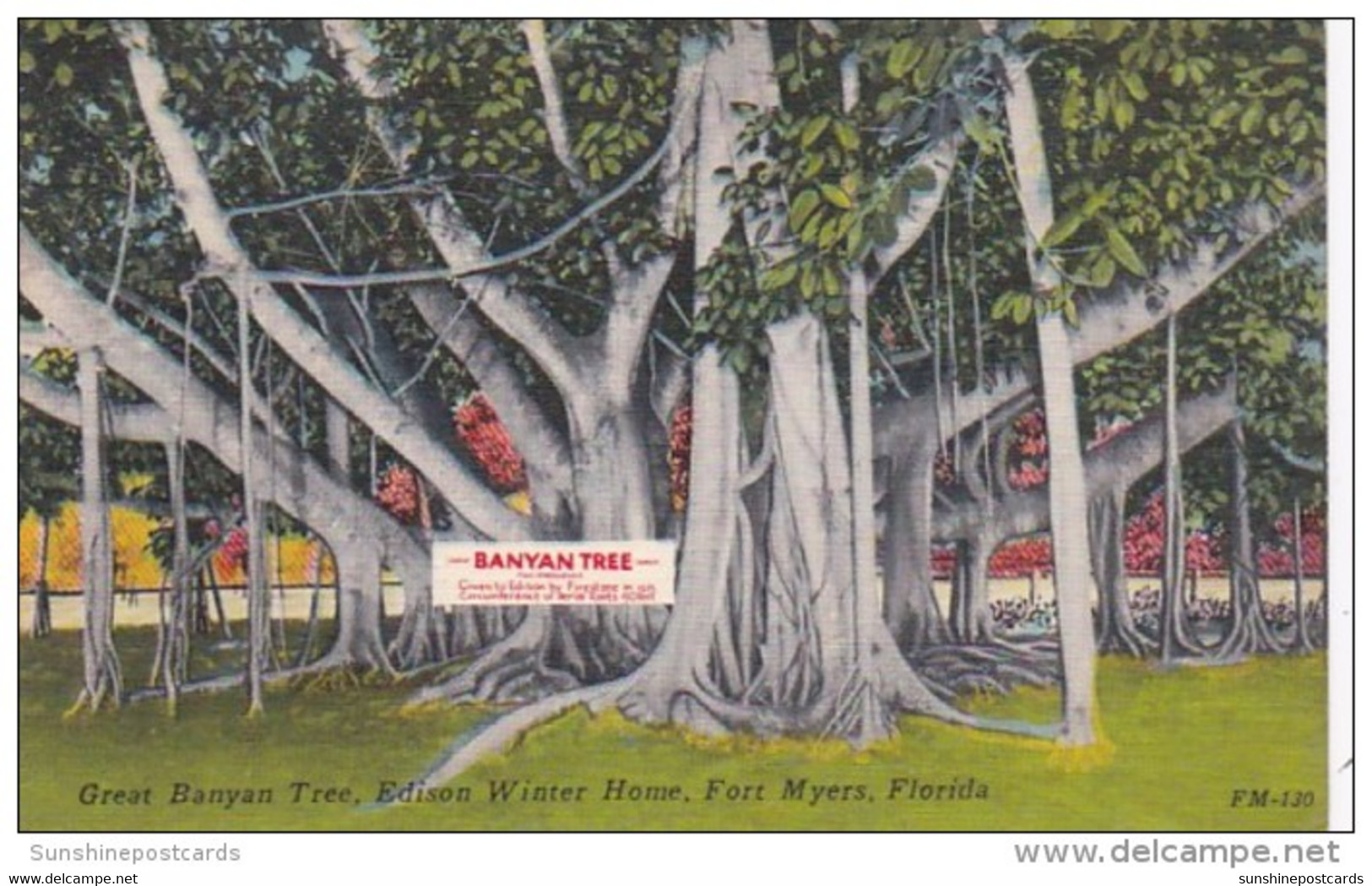 Florida Fort Myers Great Banyan Tree At Edison Winter Home - Fort Myers