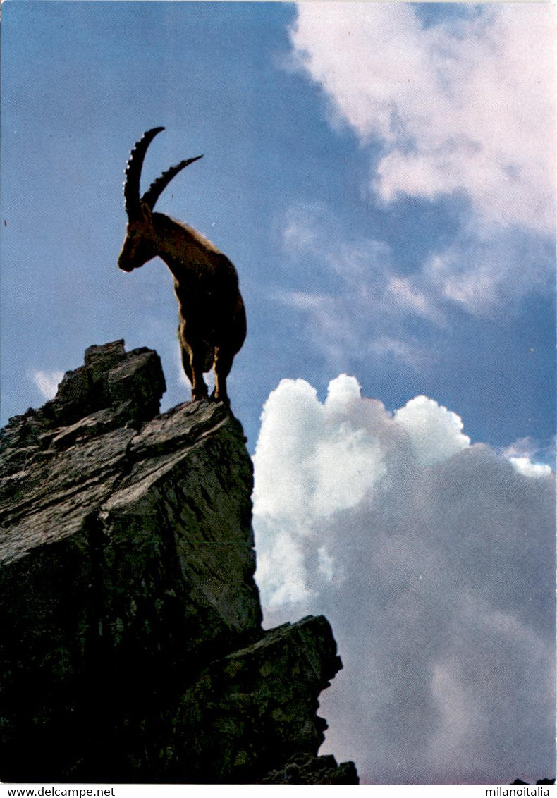 Alpensteinbock (605) * Stempel Panoramastrasse Kiosk Glaubenbielen/Giswil - Giswil