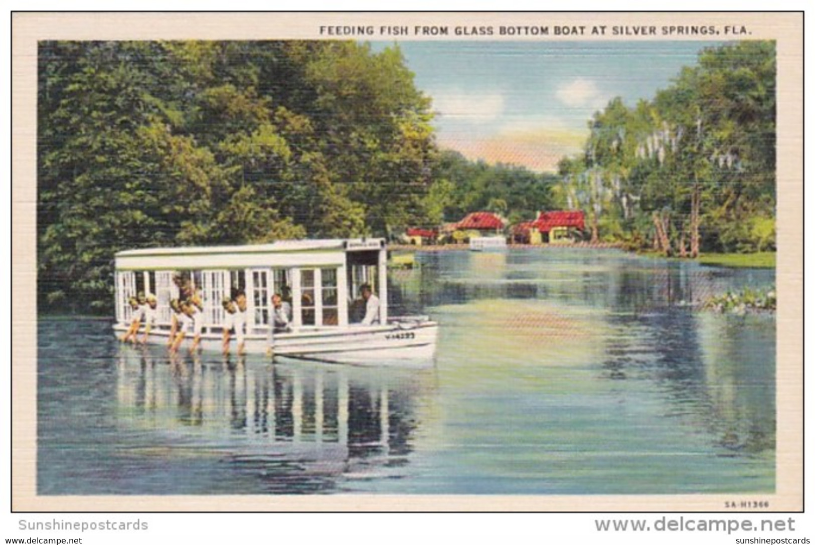 Florida Silver Springs Feeding Fish From Glass Bottom Boat Curteich - Silver Springs