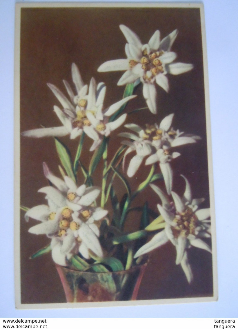 Edelweiss Leontopodium Alpinum Coloprint 52099 - Geneeskrachtige Planten