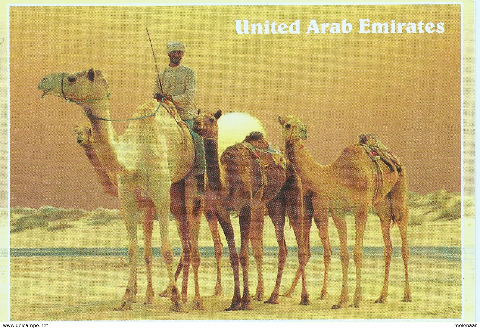 U.A.E Postkaart Camels In Desert Gebruikt (5944) - Emiratos Arábes Unidos