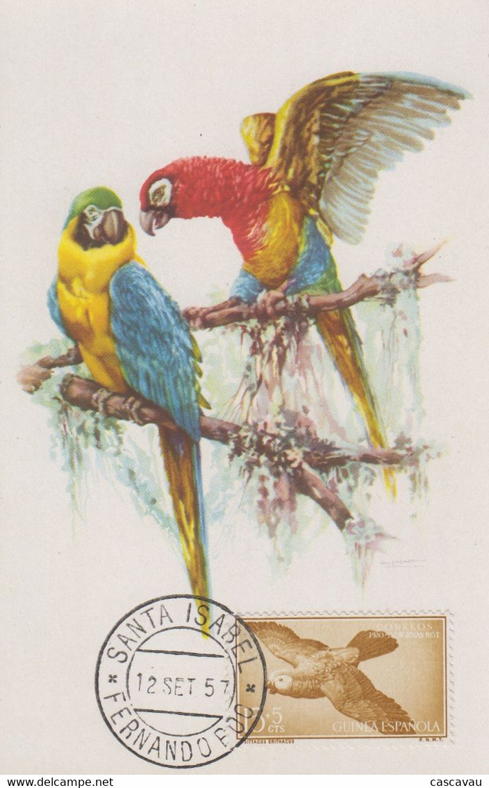 Carte  Maximum  GUINEE  ESPAGNOLE    Perroquet   1957 - Parrots