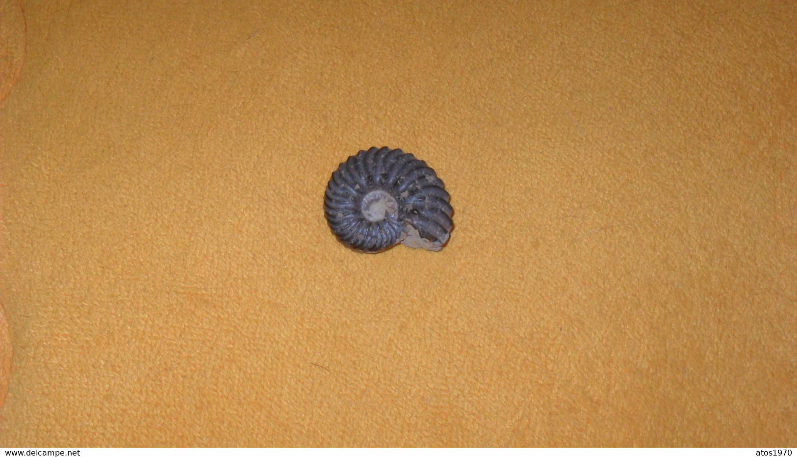 PETITE FOSSILE AMMONITE DIM. 3,5CM X 3CM..POIDS 24 GRAMMES - Fósiles