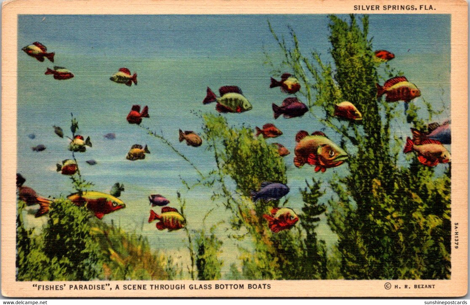 Florida Silver Springs Fishes Paradise Seen Through Blass Bottom Boats Curteich - Silver Springs