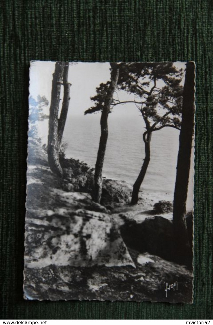 Ile De NORMOUTIER - Un Coin Du Bois De La Chaise - Ile De Noirmoutier