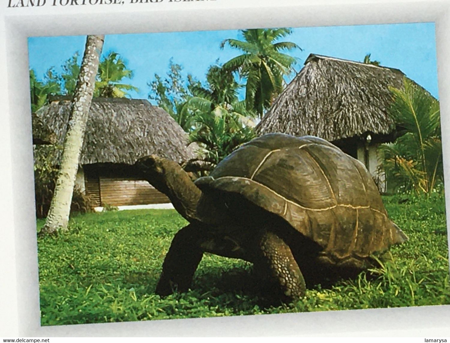 CPSM-☛Carte Postale Thème Animaux & Faune Tortue Tortues-☛Seychelles Land Tortoise, Bird Island-☛La Garenne Colombes- - Schildkröten