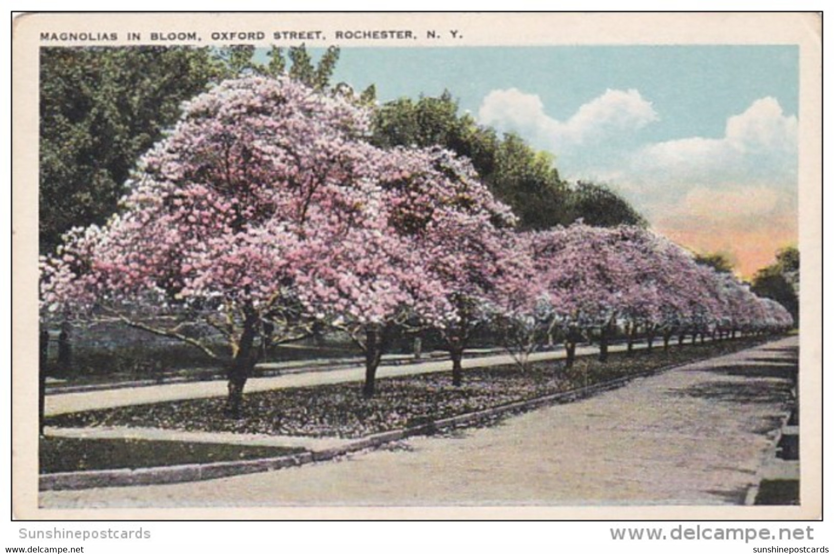 New York Rochester Magnolias In Bloom Oxford Street - Rochester