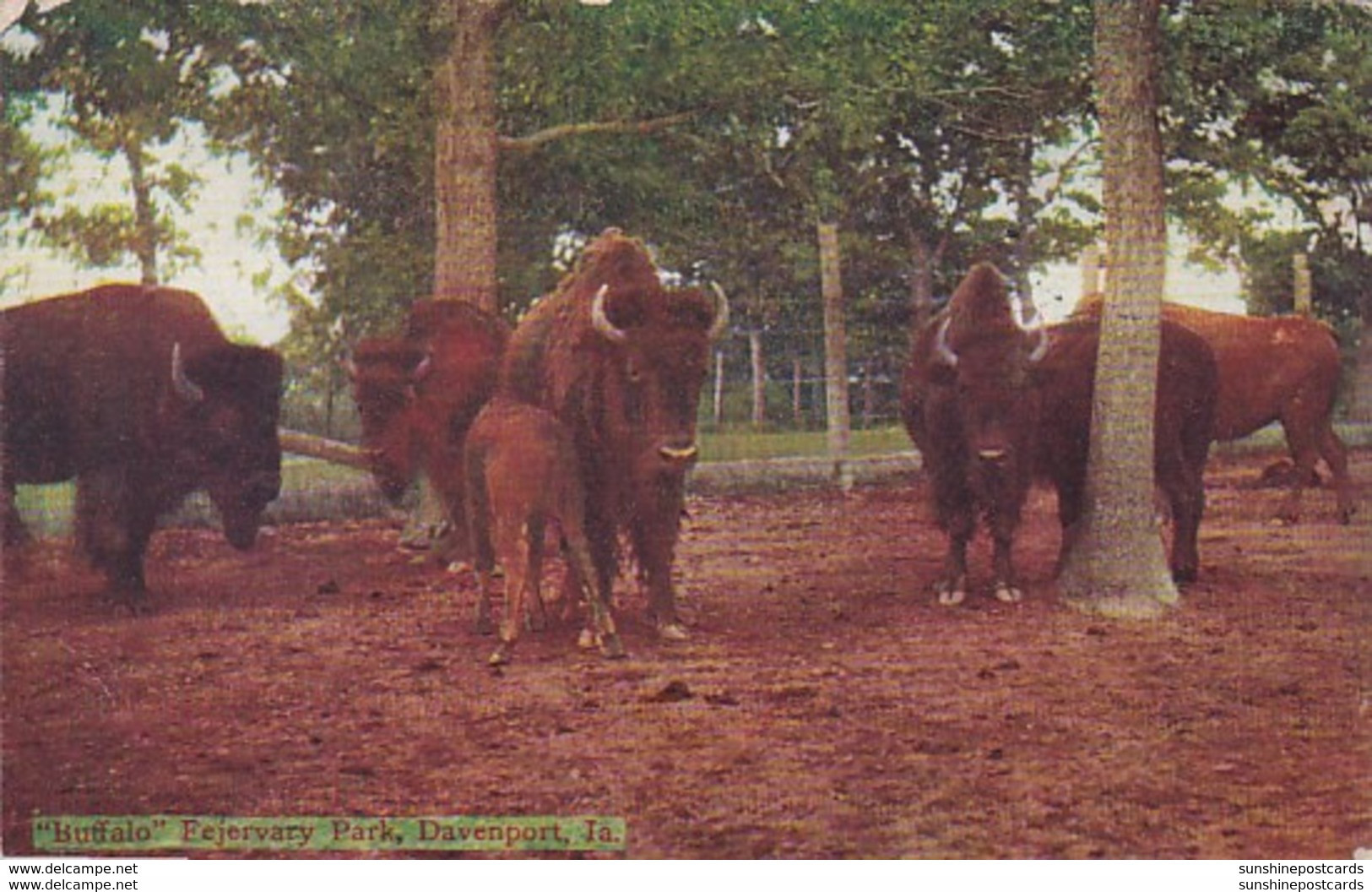 Iowa Davenport Buffalo In Fejervary Park 1909 - Davenport