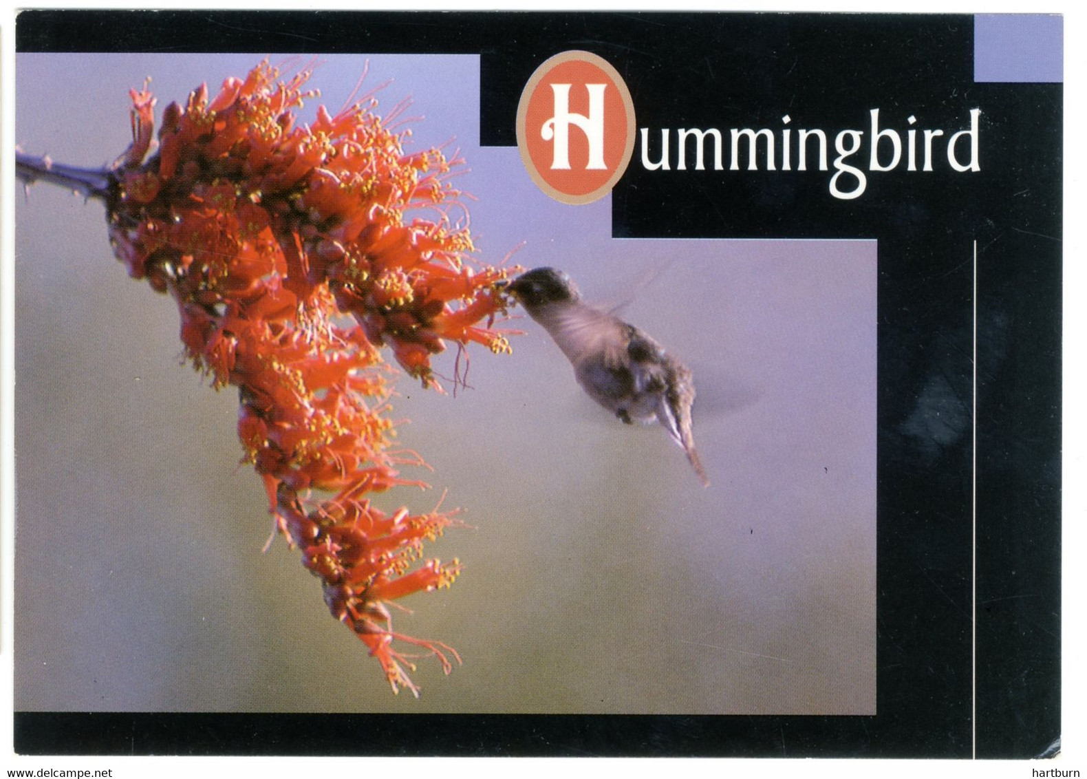 ♥️Desert Hummingbird (archilochus Alexander) Hummingbird And Ocotillo Bloom. Tempe, Arizona (BAK-5,2) Amerika - U.S.A - Tempe