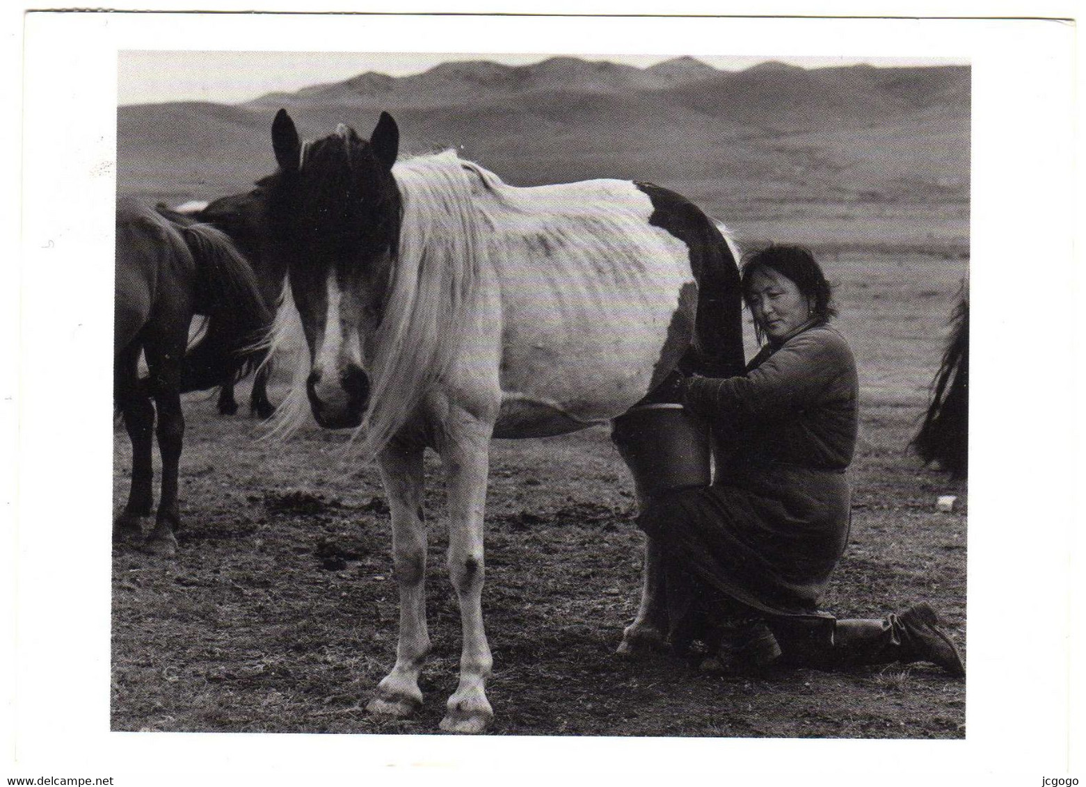 MONGOLIE  MONGOL WOMAN MILKING A MARE IN THE STEPPE GRASSLANDS NEAR  ULAANBAATAR - Mongolie