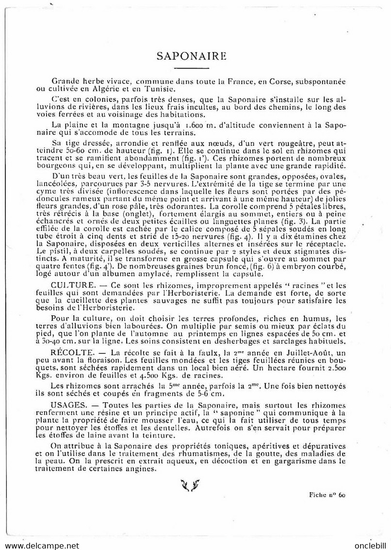 Plantes Médicinales 5 Planches Sabine Saponaire Sauge Scille Souci Publicité Exibard 1920 Très Bon état - Plantes Médicinales