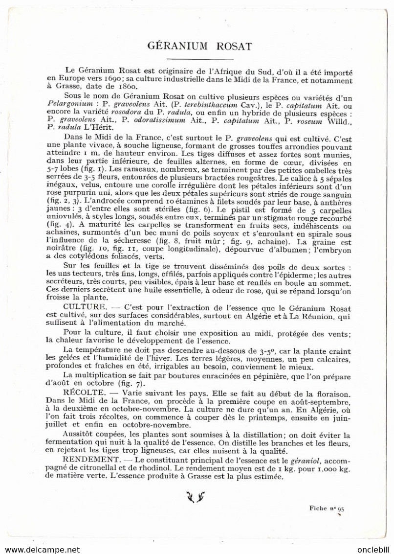 Plantes Médicinales 2 Planches Oranger Amer Géranium Publicité Exibard 1920 Très Bon état - Plantes Médicinales