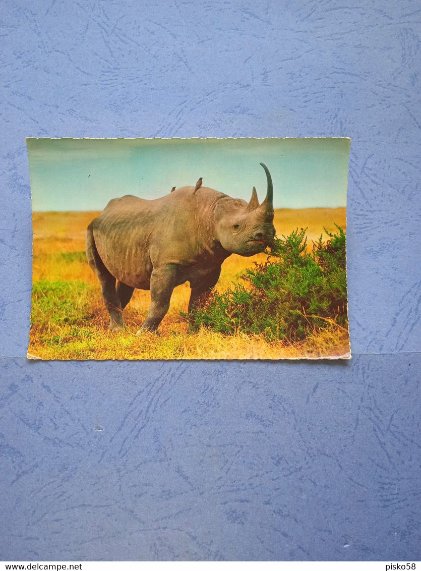 Rinoceronte-fg- - Rhinocéros