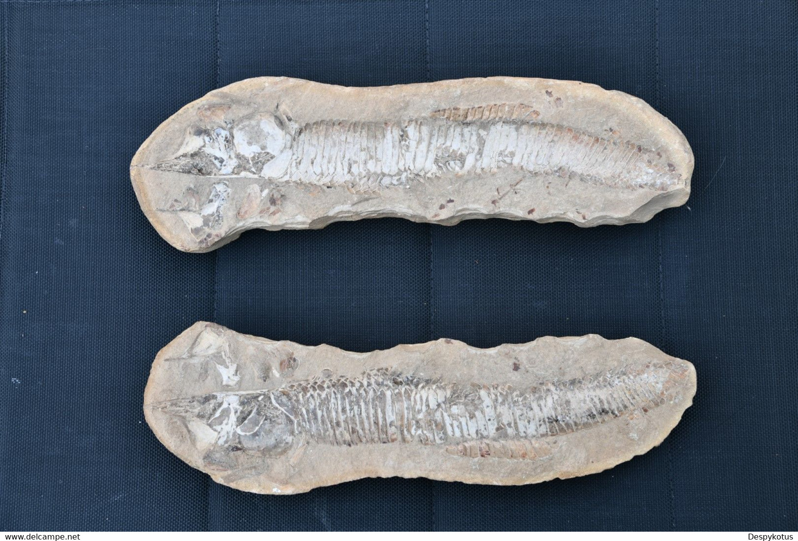 Grand Fossile Probablement Un Cladocysus Du Crétacé - ~100 Millions D'années Av. JC - SUPERBE - Fósiles