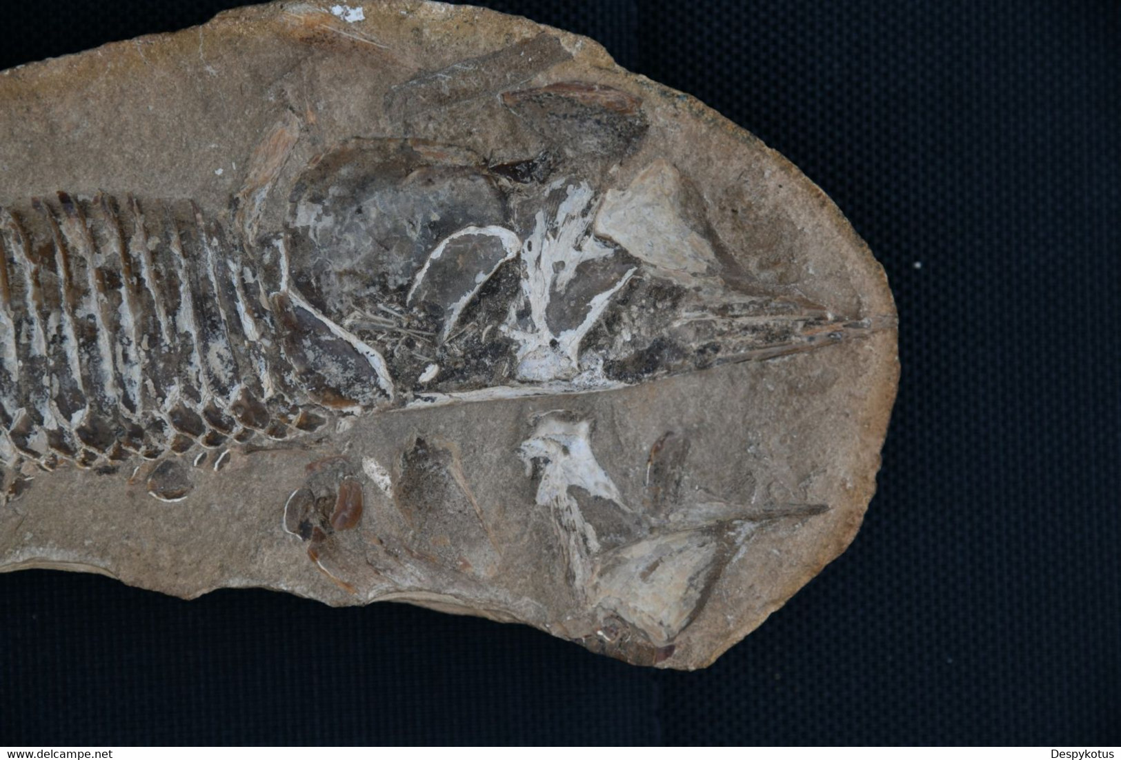 Grand fossile probablement un cladocysus du crétacé - ~100 millions d'années av. JC - SUPERBE