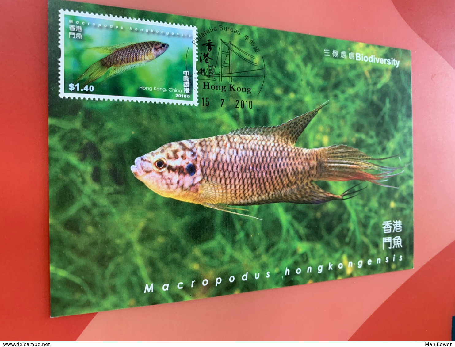 Hong Kong Stamp M.card Fighting Fish Biodiversity - Tarjetas – Máxima