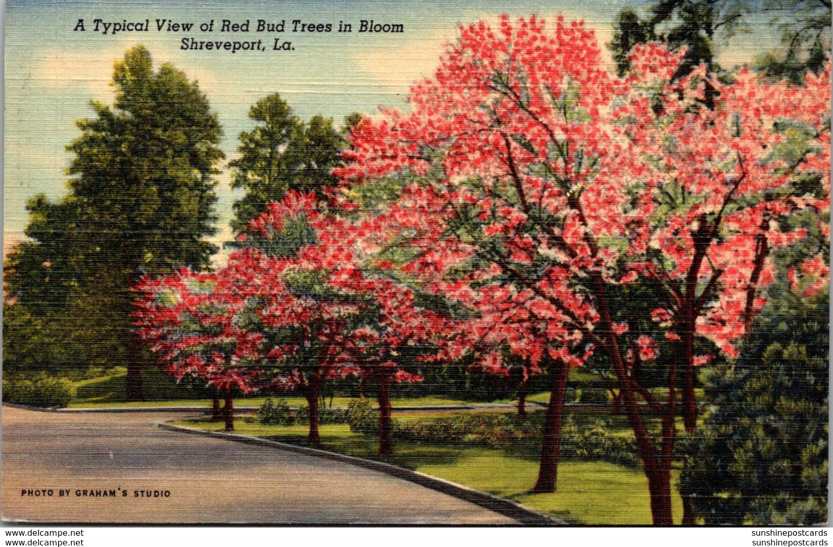 Louisiana Shreveport Typical View Of Red Bud Trees In Bloom 1951 Curteich - Shreveport