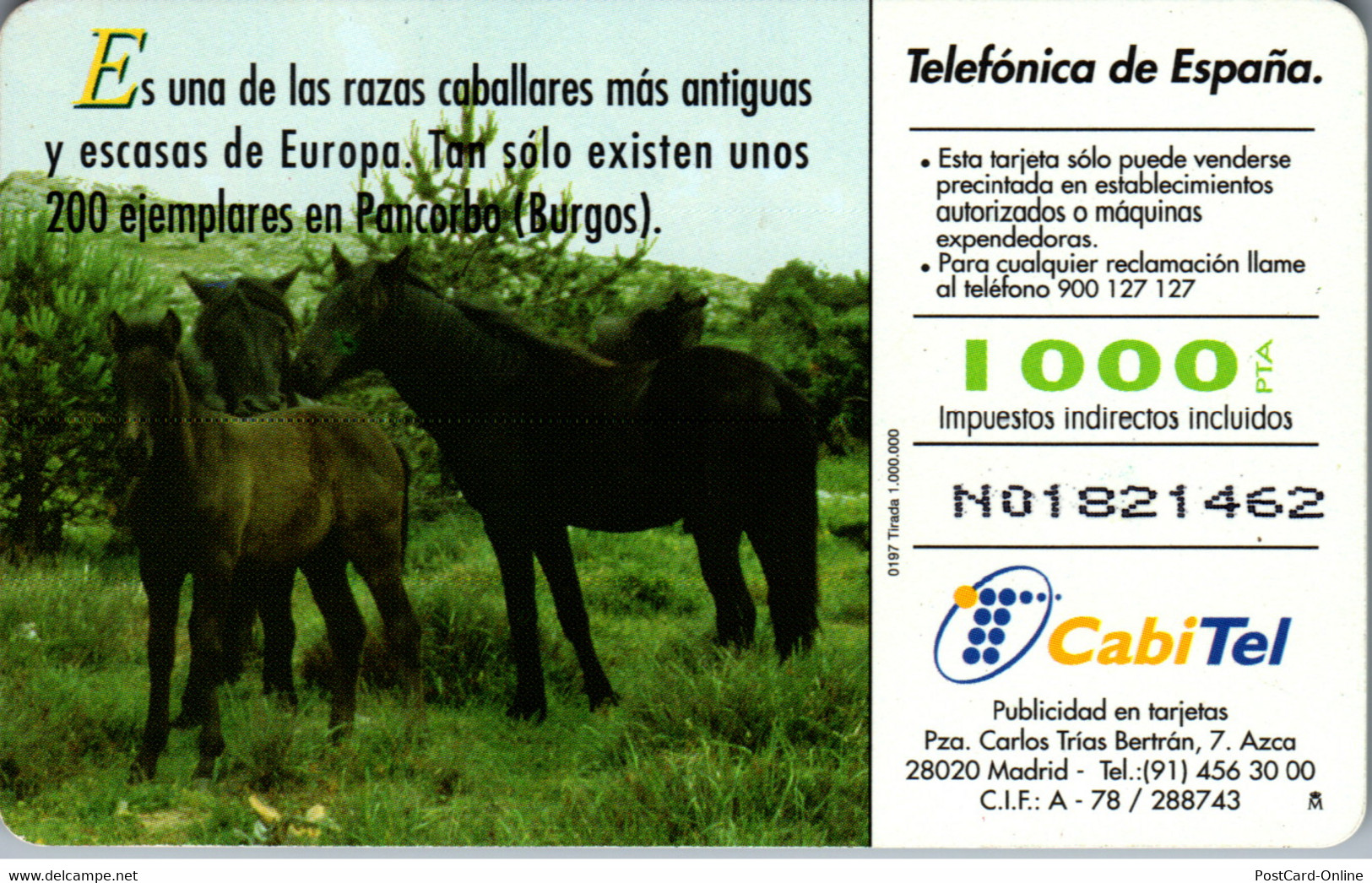 16608 - Spanien - Fauna Iberica , Caballo Iosino - Sonstige & Ohne Zuordnung