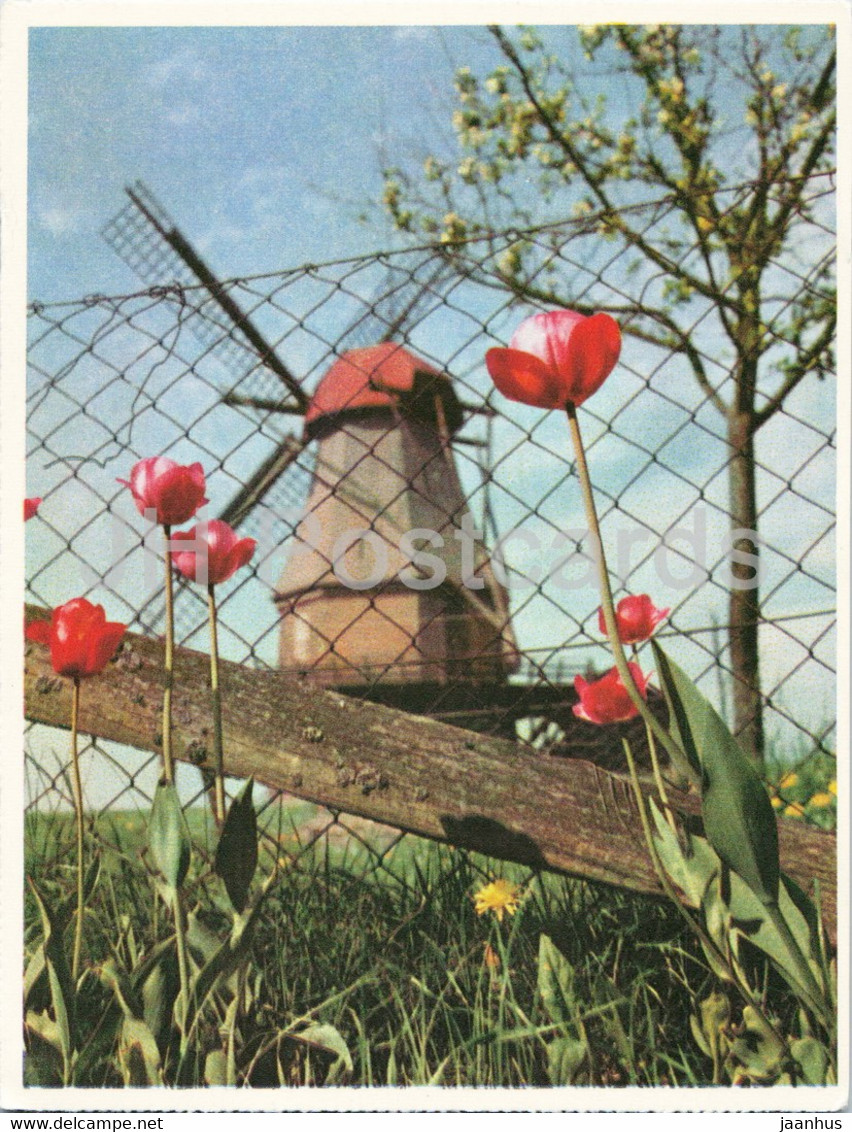 Muhle Grafinghausen - Der Feine Kaffee Direkt Aus Bremen - Eduscho - Windmill - Old Postcard - Germany - Unused - Diepholz